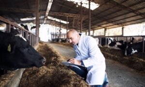 7 Ways Veterinary Diagnostics Save Farmers Money