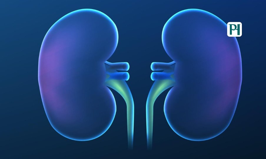 Telitacicept IgA Nephropathy